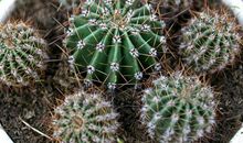 我爱你，仙人球 四年级写植物的作文500字