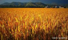 四年级作文：秋天的田野