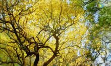 初二作文：这个秋天