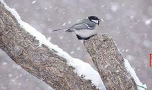 小学生作文│史庄歌：落雪即景