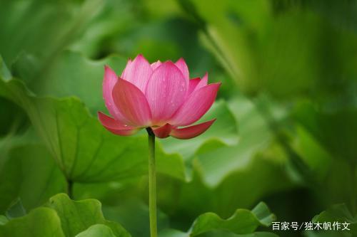 初二作文600字:绽放