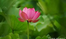 初二作文600字：绽放