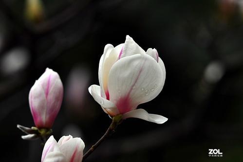 “疫”线面孔读后感｜浙大附小五（4）班代梓恩：玉兰花开了