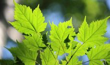 如何提升英语作文水平