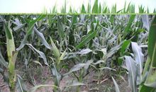 玉米产业栽培技术论文