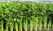 大叶芹人工栽培技术论文