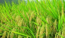 无公害农作物栽培技术论文