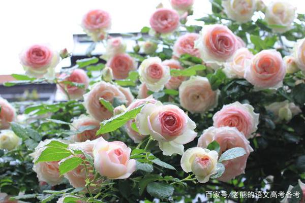 高考作文辅导17:责任、担当、青春、初心……