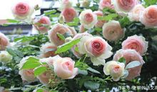 高考作文辅导17：责任、担当、青春、初心……