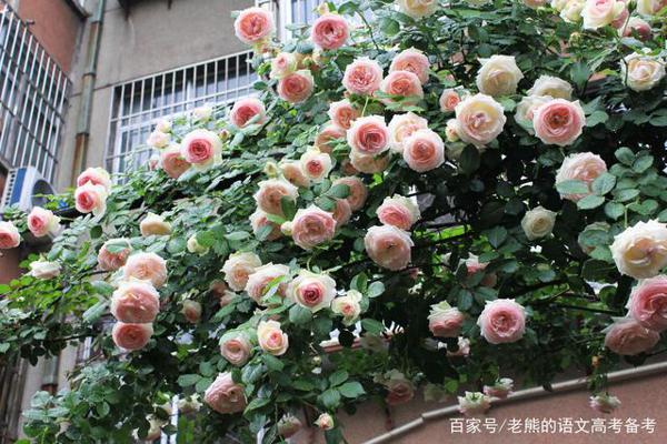 高考作文辅导17:责任、担当、青春、初心…… 1