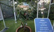 小学生作文：立春时节，听苹果树的自述