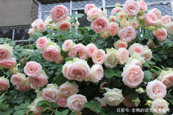 高考作文辅导17:责任、担当、青春、初心…… 2