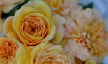 高考作文素材（人物篇8）：王国维