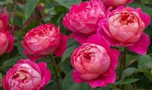 高考作文辅导20：热爱祖国、守护红旗