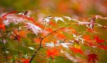 2019年北京卷高考作文：《文明的韧性》，与天地共存、与日月同光