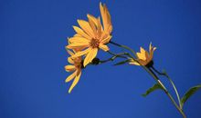 原创 优秀作文点评：《美丽的花朵绽放出种子的坚强》