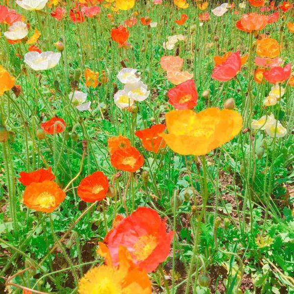 原创学生作文：《我和妈妈的幸福》