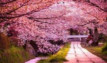 樱花期盼春天 关于春天的作文800字