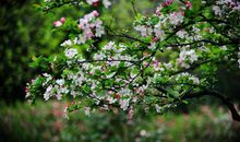 五年级作文：我喜欢