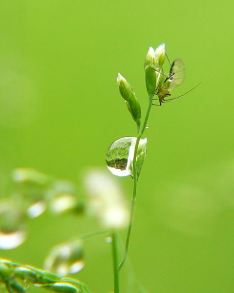 春雨_650字