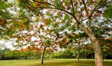 凤凰树下-优秀记叙文600字