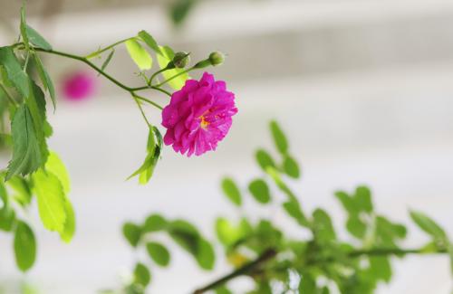高一状物作文：蔷薇花开_800字