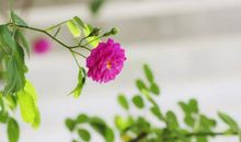 高一状物作文：蔷薇花开_800字