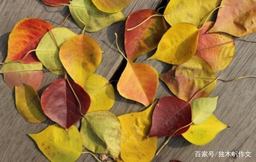 五年级作文:秋天的树叶