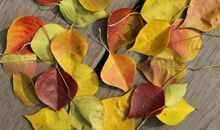 五年级作文：秋天的树叶