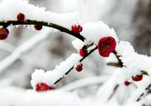 雪里的牵挂_650字