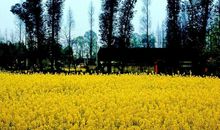 听，春天真的来了！丨英语老师写“下水作文”