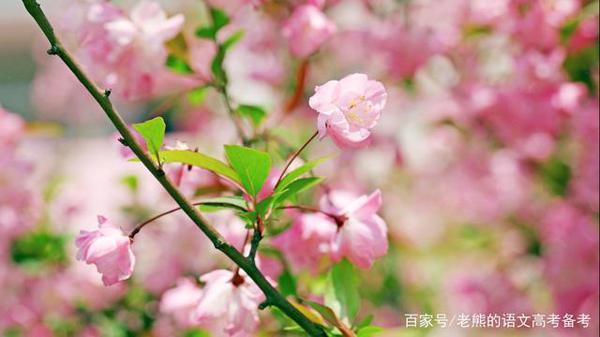 时政作文高分策略