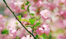 时政作文高分策略