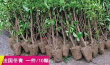 感念冬青 描写冬青的作文600字