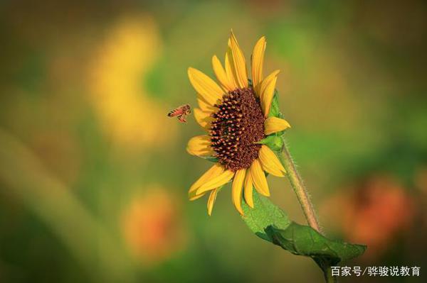 初中优秀原创作文:《一朵向阳花》