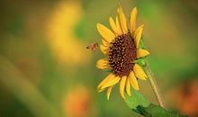 初中优秀原创作文：《一朵向阳花》