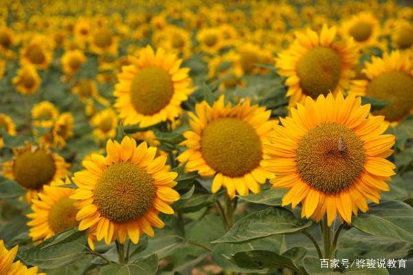 初中优秀原创作文:《一朵向阳花》 3