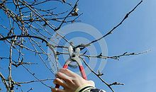 高寒地区不同季节苹果树的修剪技术论文