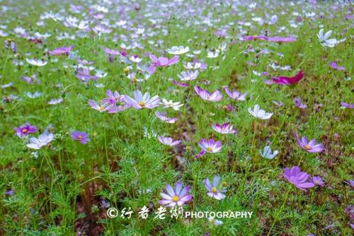 面朝花海 春暖花开 我喜欢春天作文800字