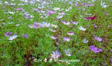 面朝花海 春暖花开 我喜欢春天作文800字