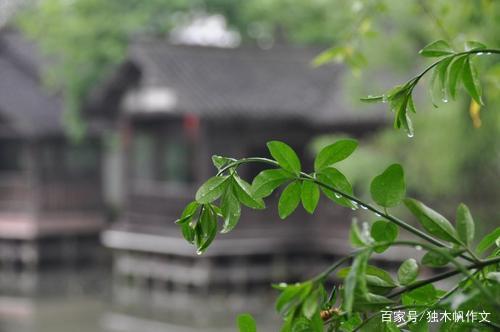 五年级作文:小雨滴答