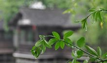 五年级作文：小雨滴答