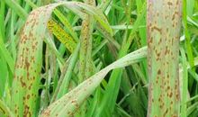 高一状物作文：谷子_1200字