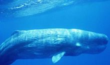 抹香鲸的自述 鲸鱼的自述作文500字