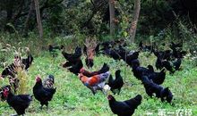 山地生态鸡的养殖技术要点论文