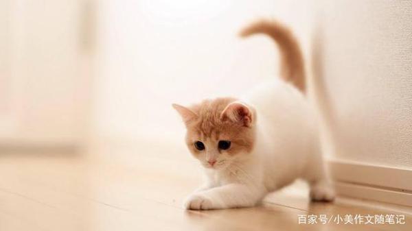 小学生作文:姥姥家的猫