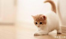 小学生作文：姥姥家的猫