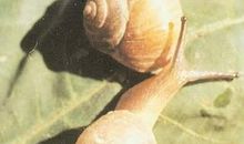 蜗牛与鼻涕虫 四年级童话故事作文400字