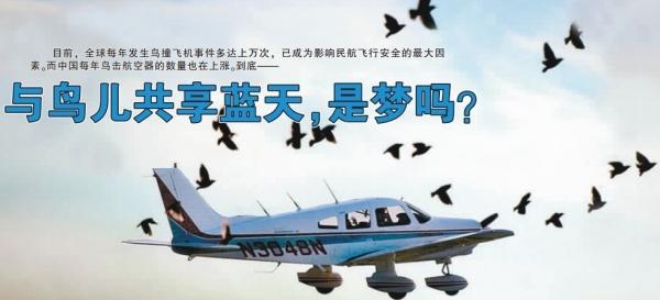 让鸟儿重返蓝天 四年级看图作文500字
