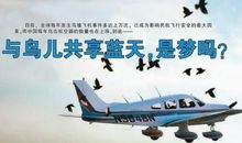 让鸟儿重返蓝天 四年级看图作文500字